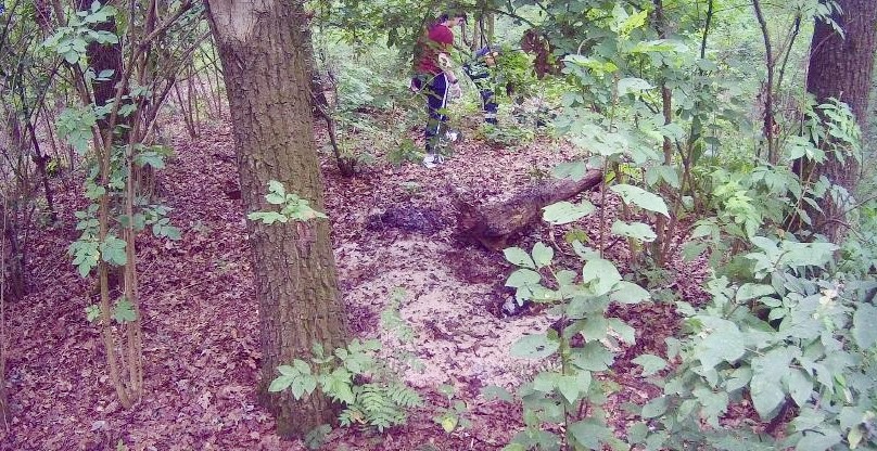 В ходе выездного обследования территории в лесополосе в районе д. Овсянниково Орловской области взяты пробы почв
