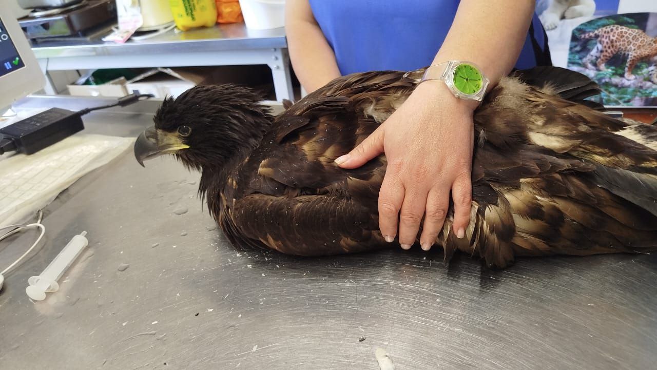 В Пермском крае спасли птенца краснокнижного орлана-белохвоста