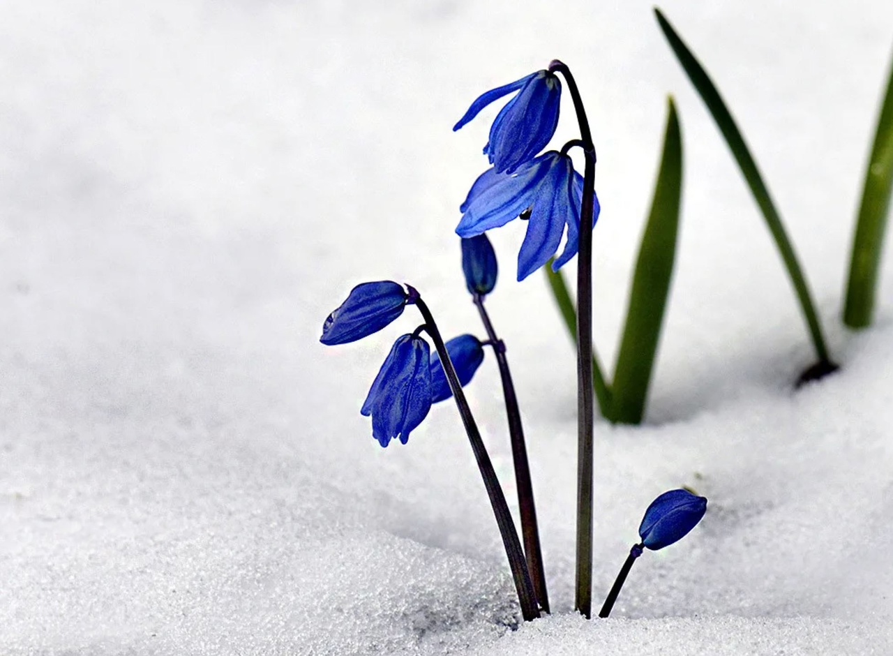 В Воронеже сотрудники Росприроднадзора организовали акцию «Первоцвет» для сохранения растений, занесенных в Красную книгу