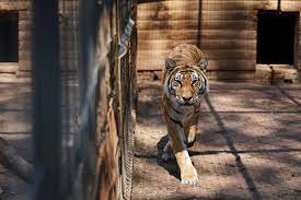 Росприроднадзор и Минприроды обсудили вопросы сохранения биоразнообразия