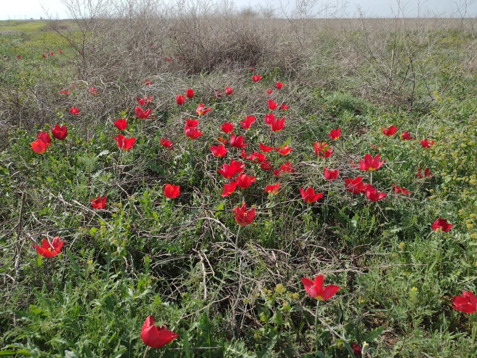 Росприроднадзор предупреждает об ответственности за уничтожение краснокнижных растений