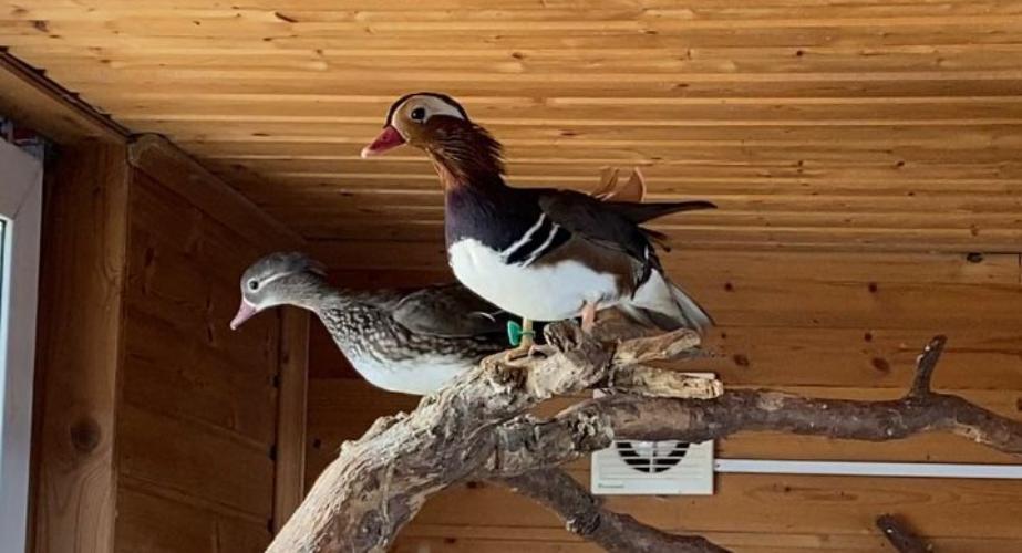 В зоопарке в Зеленогорске обнаружены редкие утки