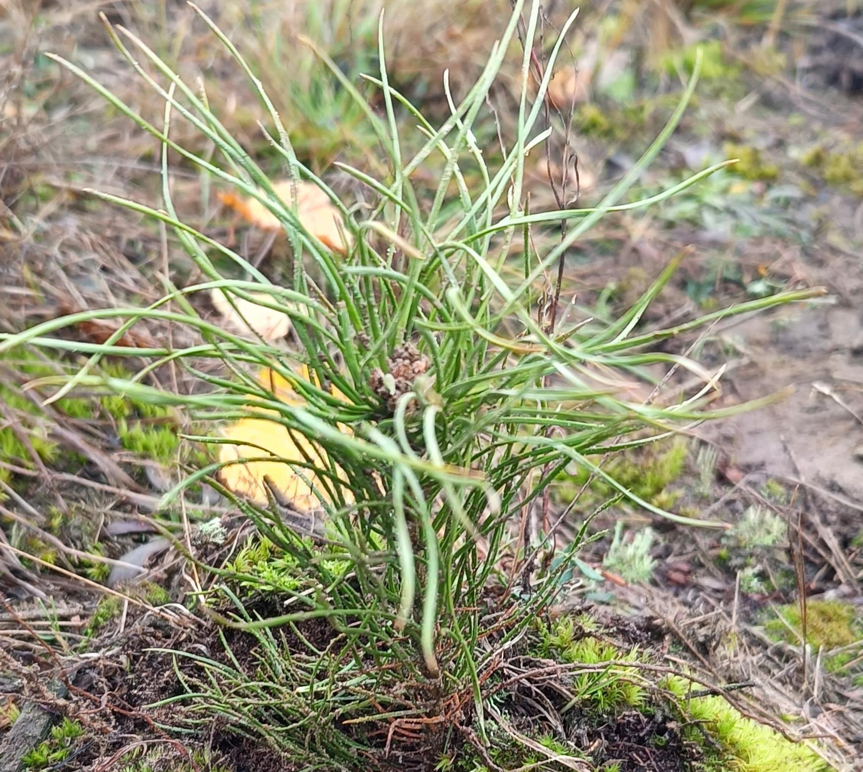 Сотрудники Росприроднадзора приняли участие в высадке леса в Нижегородской области 
