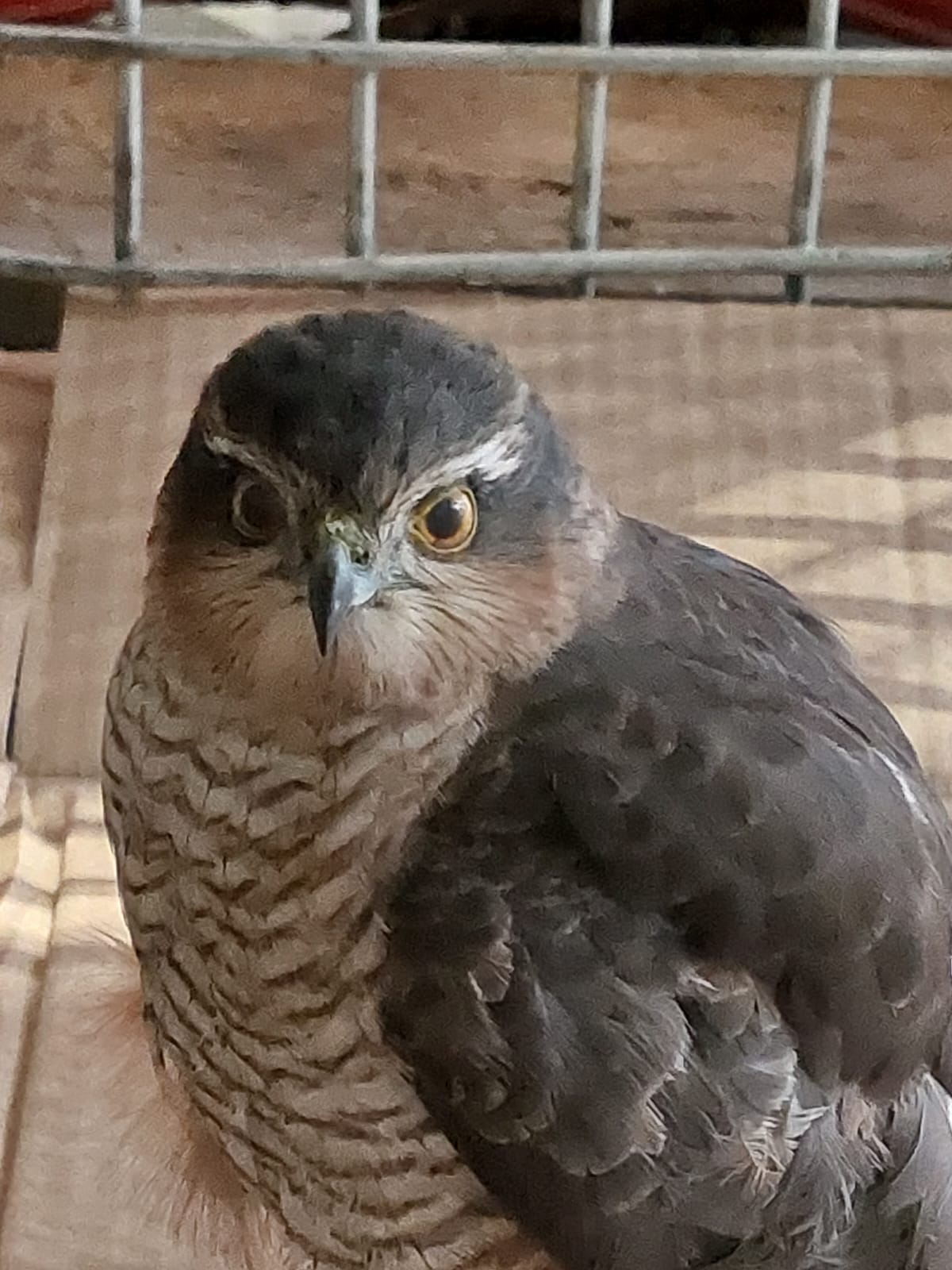 Большого черного дятла и ястреба-перепелятника спасли в Петербурге