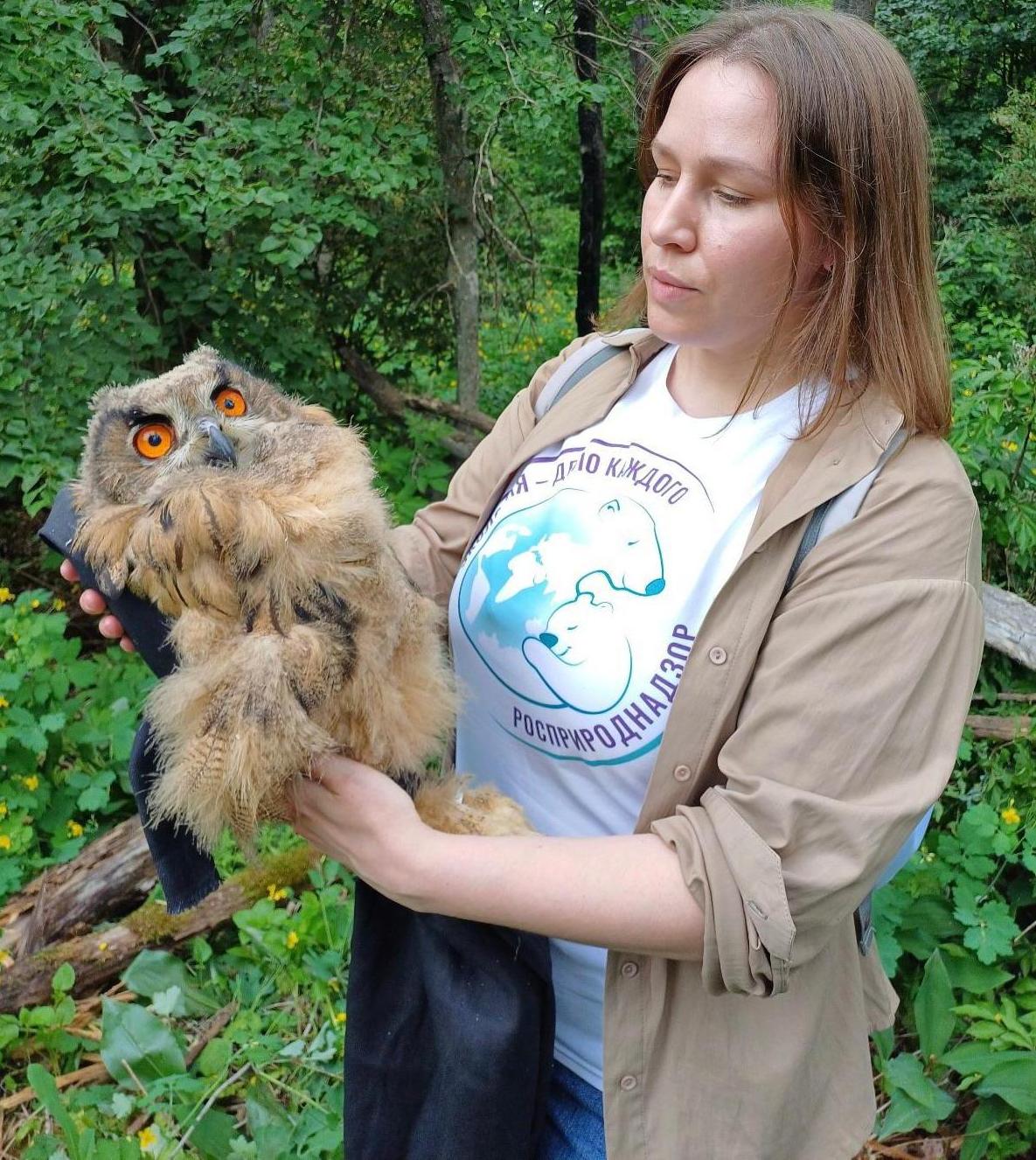 В Липецкой области инспекторы Росприроднадзора проконтролировали выпуск трех особей филина в лесной вольер заповедника «Галичья гора»