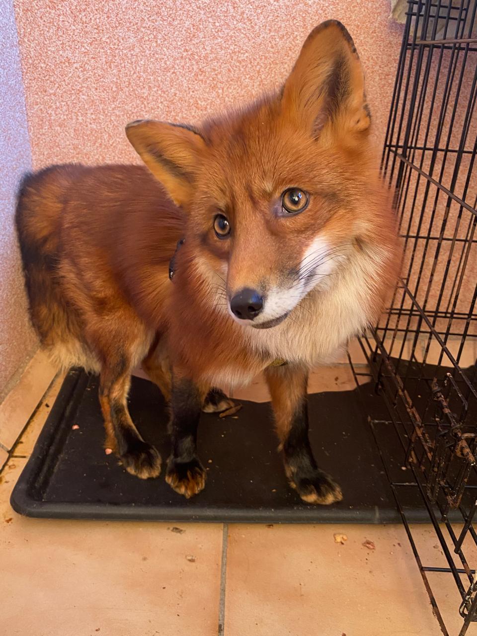 Росприроднадзор провёл проверку содержания лисы в домашних условиях