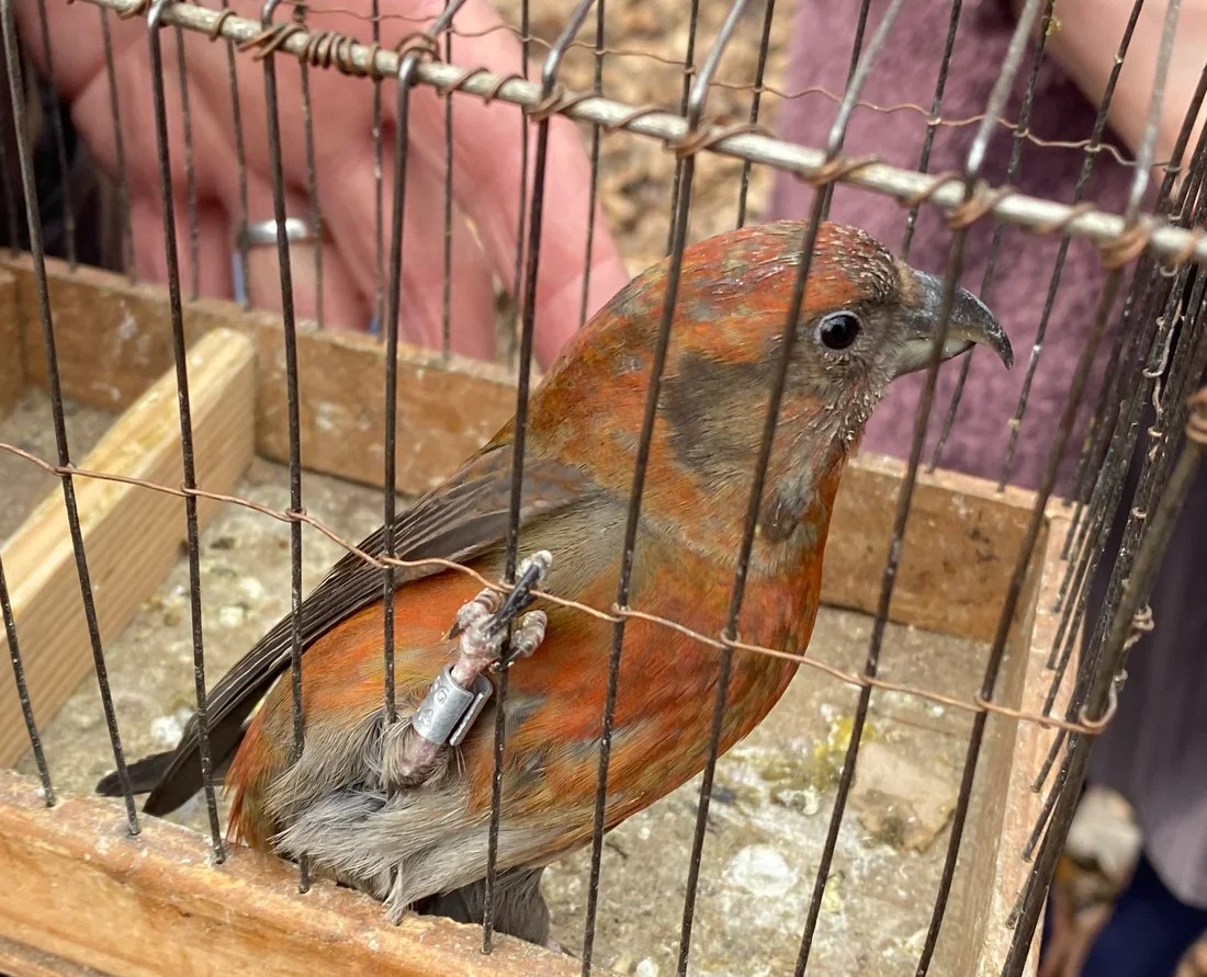 Росприроднадзор по СЗФО провел рейд по пресечению незаконной торговли птицами