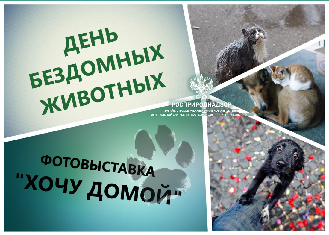 Забайкальский Росприроднадзор провел фотовыставку к Дню бездомных животных