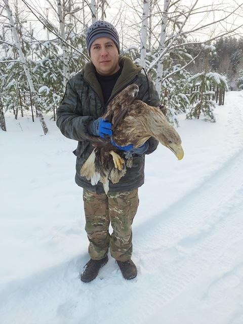 Сотрудники Росприроднадзора приняли участие в изъятии из естественной среды краснокнижного орлана-белохвоста в Елабужском районе Республики Татарстан.