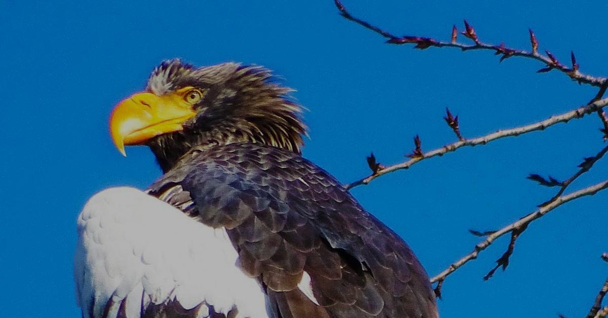 Завершилась операция по спасению белоплечего орлана