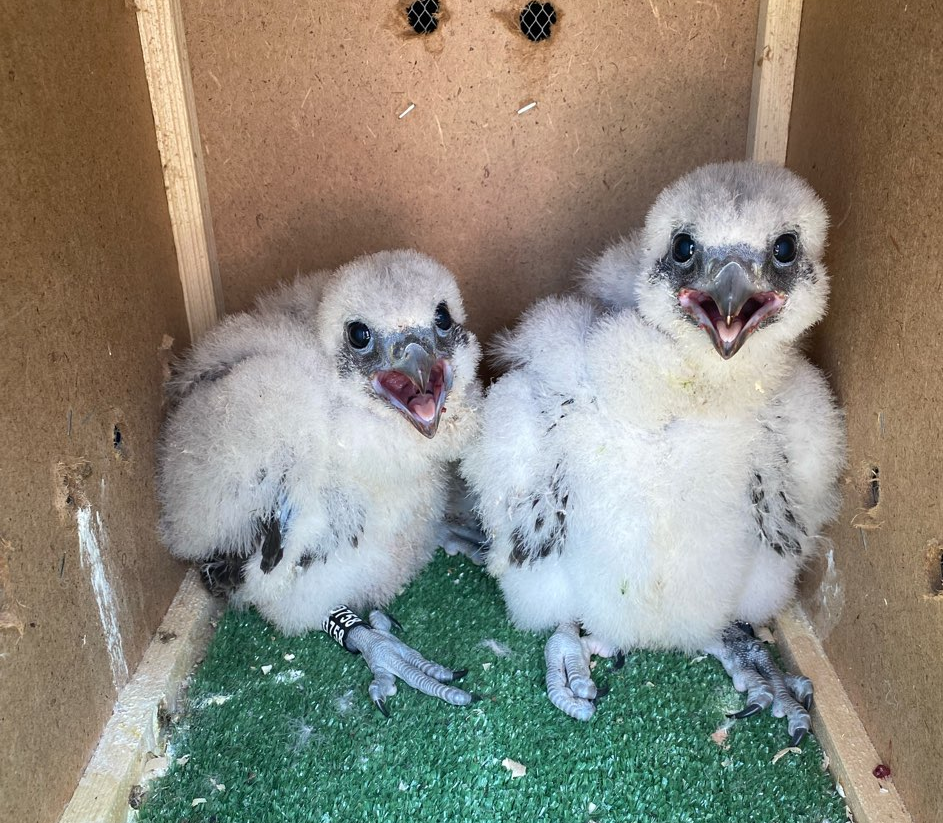 В Республике Алтай под контролем Росприроднадзора выпущены в природу семь птенцов сокола-балобана