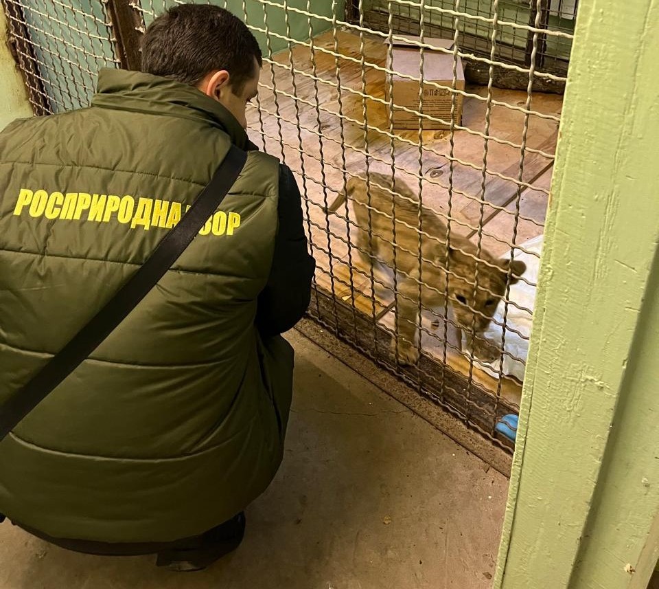 Сотрудники Росприроднадзора нашли дом для львенка из Ростовской области