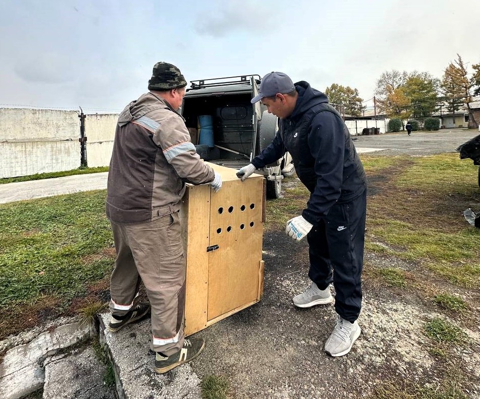 Спасение краснокнижного черного аиста в Республике Тыва