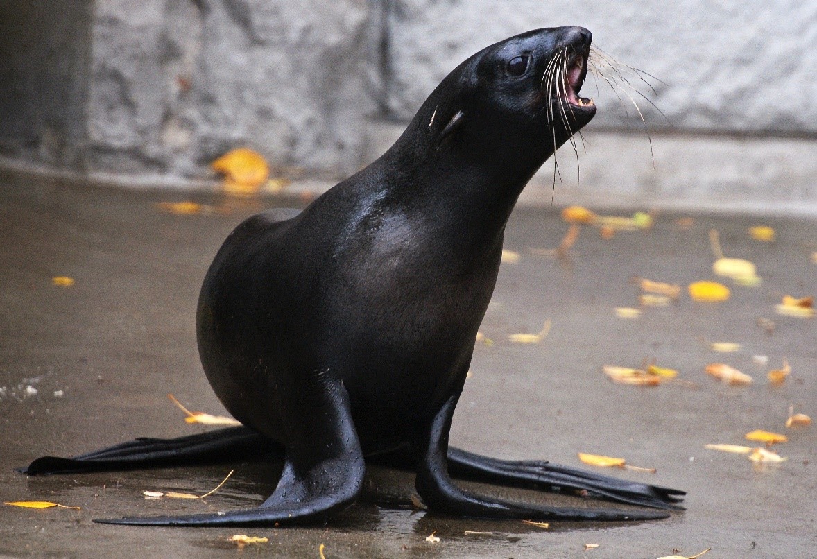 Росприроднадзор направил предостережение о недопустимости нарушения обязательных требований владельцу северных морских котиков