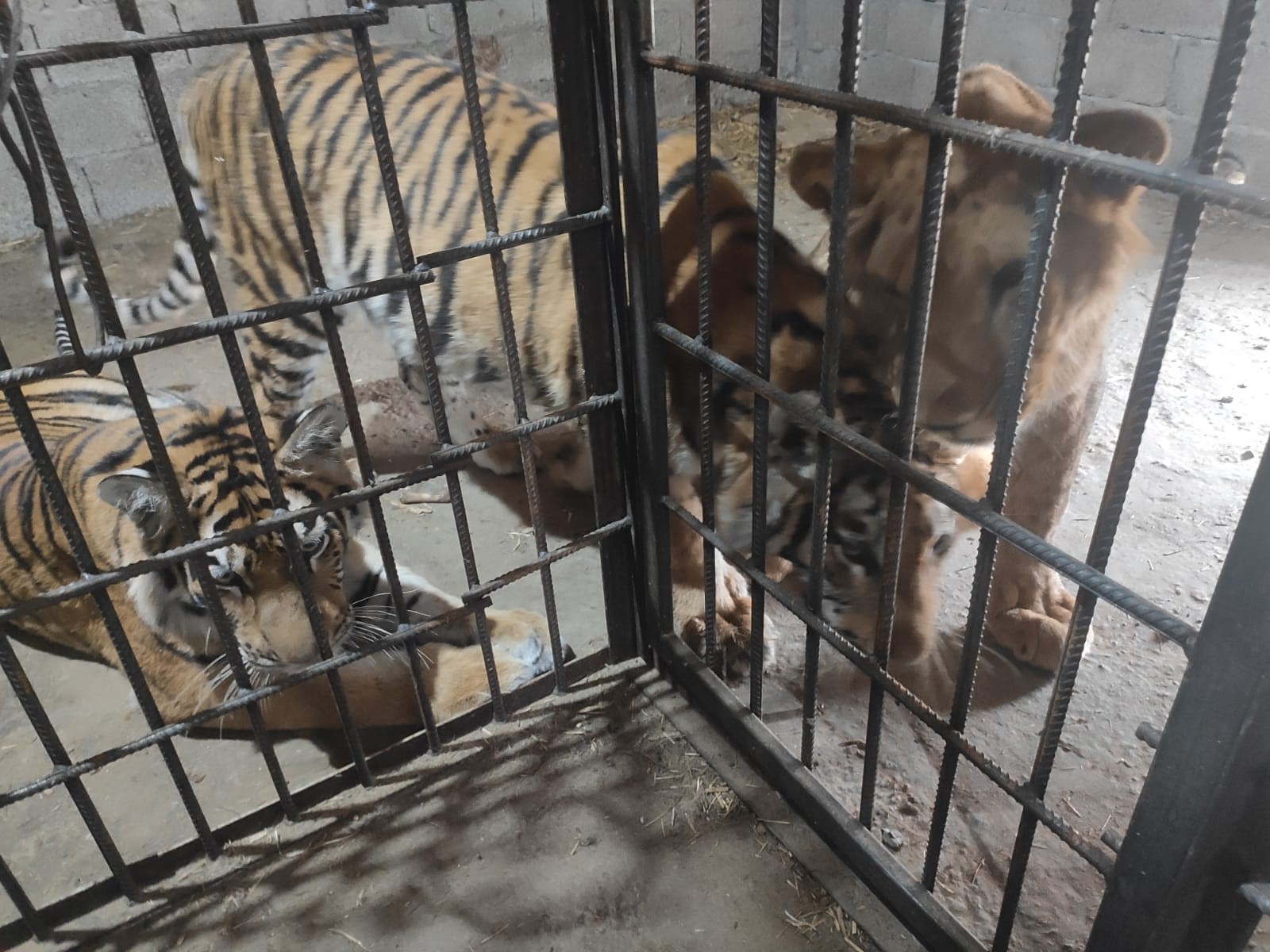 Федеральная служба по надзору в сфере природопользования приняло решение о передаче двух особей тигра и двух особей льва в Центр семейного отдыха «Баба Фрося»