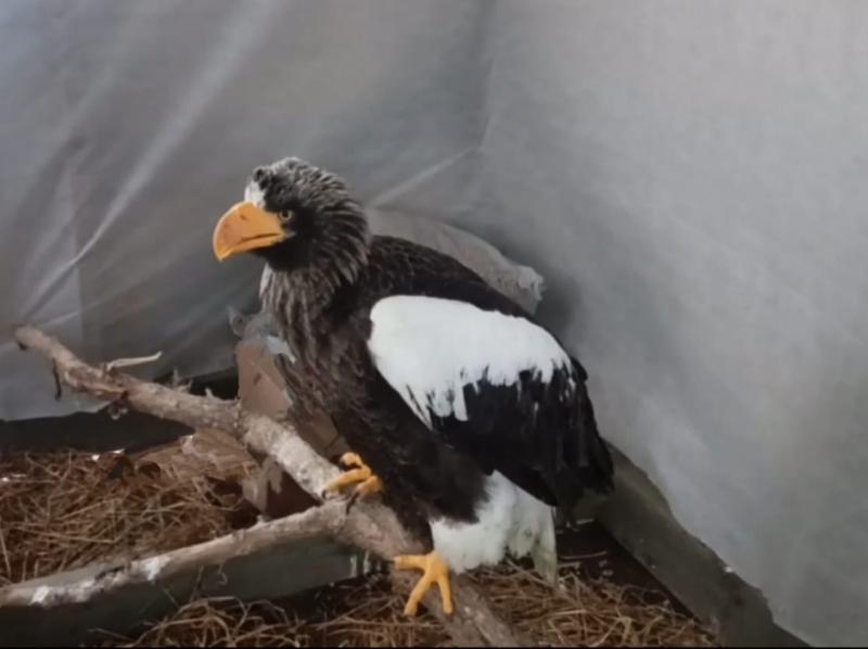 В Сахалинской области спасен раненый краснокнижный орлан