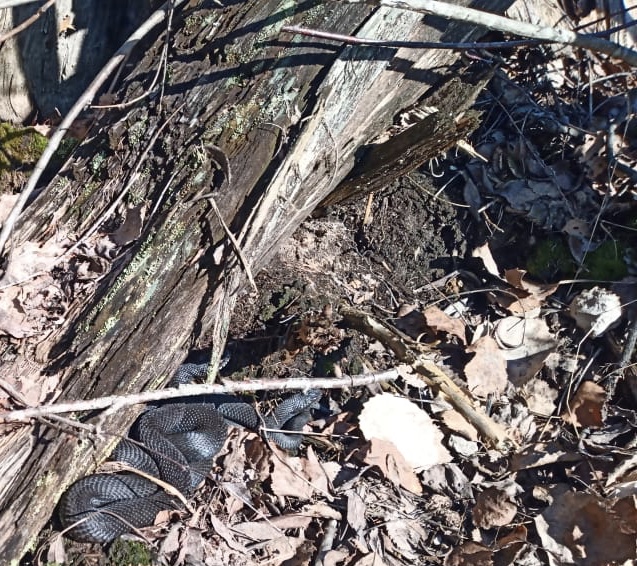 В Петербурге и Ленинградской области из спячки выходят гадюки