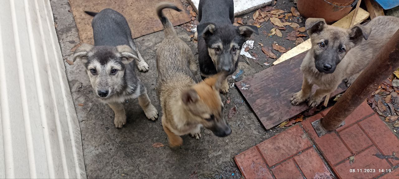 Межрегиональное управление Росприроднадзора по Самарской и Ульяновской областям приняло участие в благотворительной акции, посвященной Дню бездомных животных