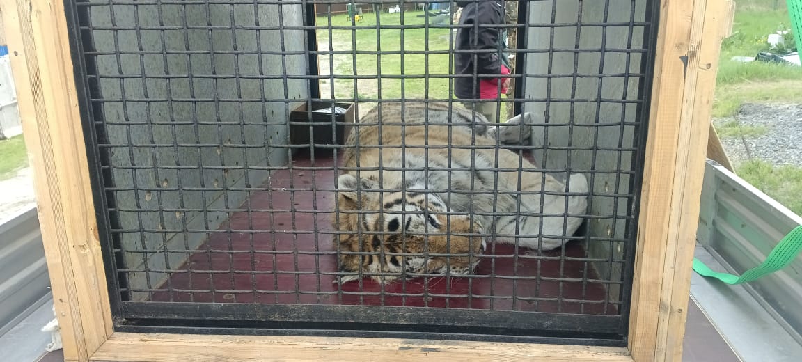 Под контролем сотрудников Росприроднадзора амурский тигр передан на содержание в хоспис «Дом тигра»