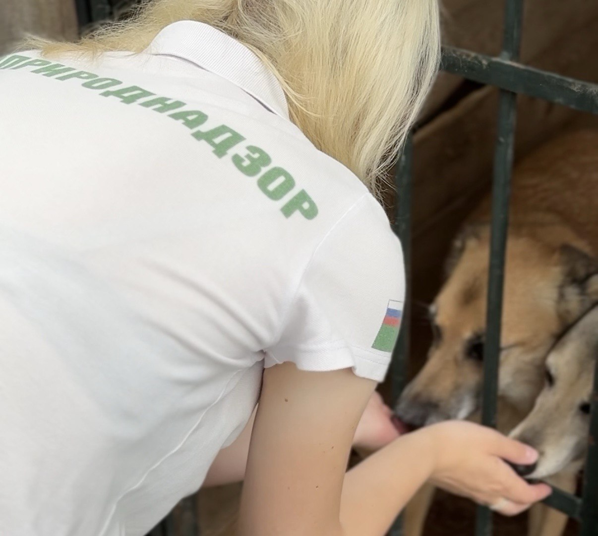 Сотрудники Службы посетили ярославский приют для собак