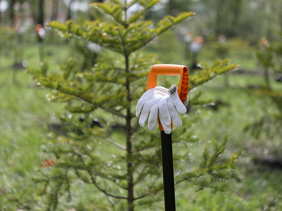 17 мая 2019 г. прошла акция "Зеленая весна - 2019"