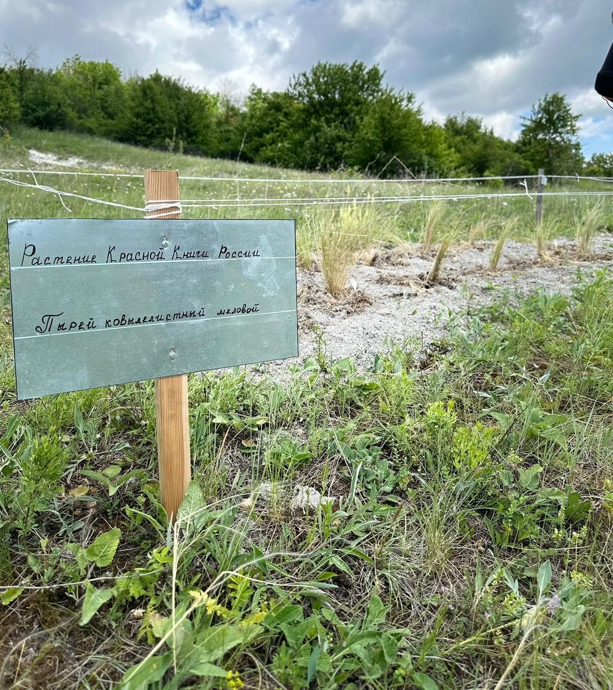 В Белгородской области инспекторы Центрально-Черноземного управления Росприроднадзора проверили состояние пересаженных краснокнижных растений 