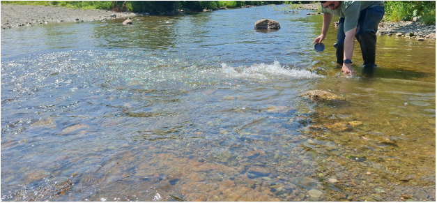 Росприроднадзор принял участие в проведении выпуска молоди Сахалинского тайменя