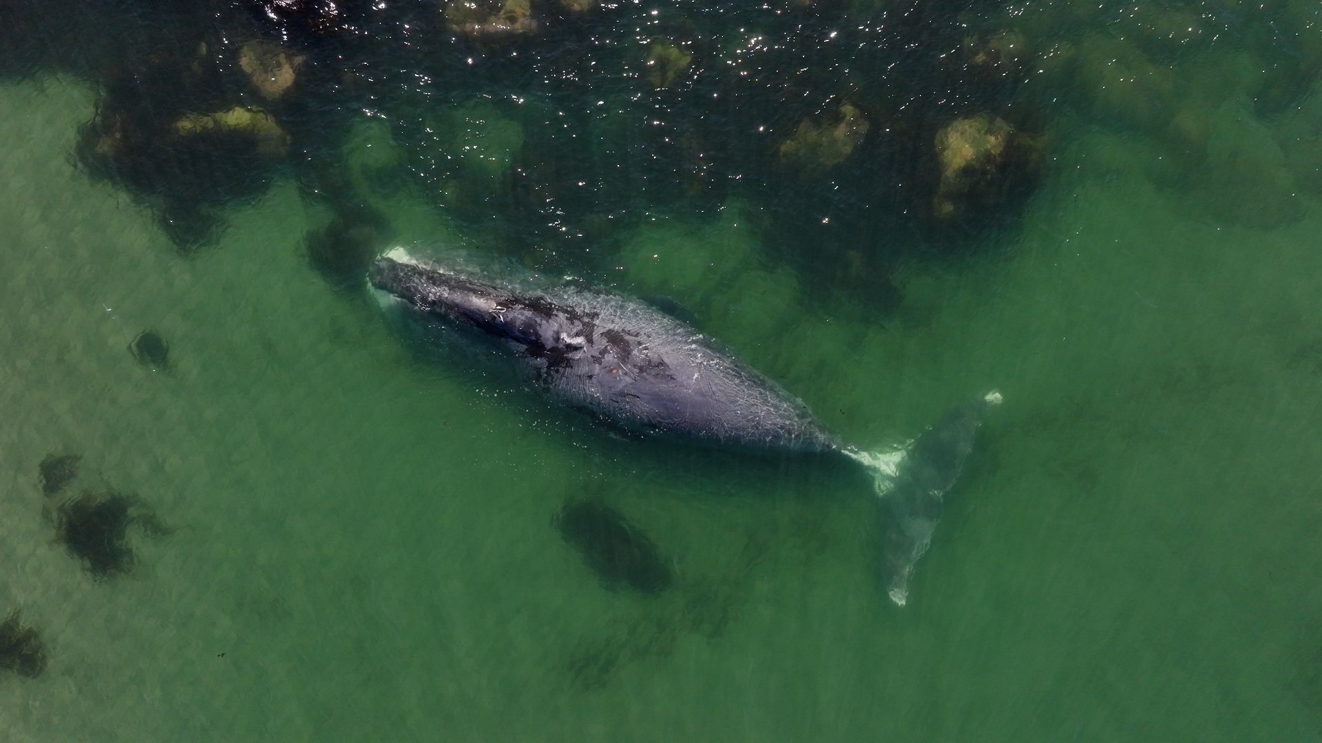 Участникам операции по спасению гренландского кита в Хабаровском крае вручены благодарности Росприроднадзора