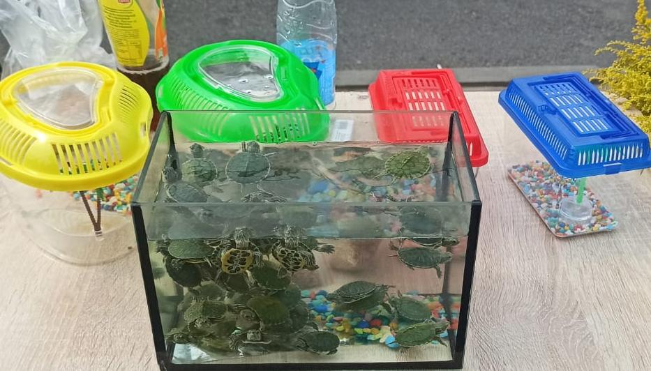 В отношении продавцов красноухих черепах по обращению СЗМУ Росприроднадзора составлены протоколы об административных правонарушениях