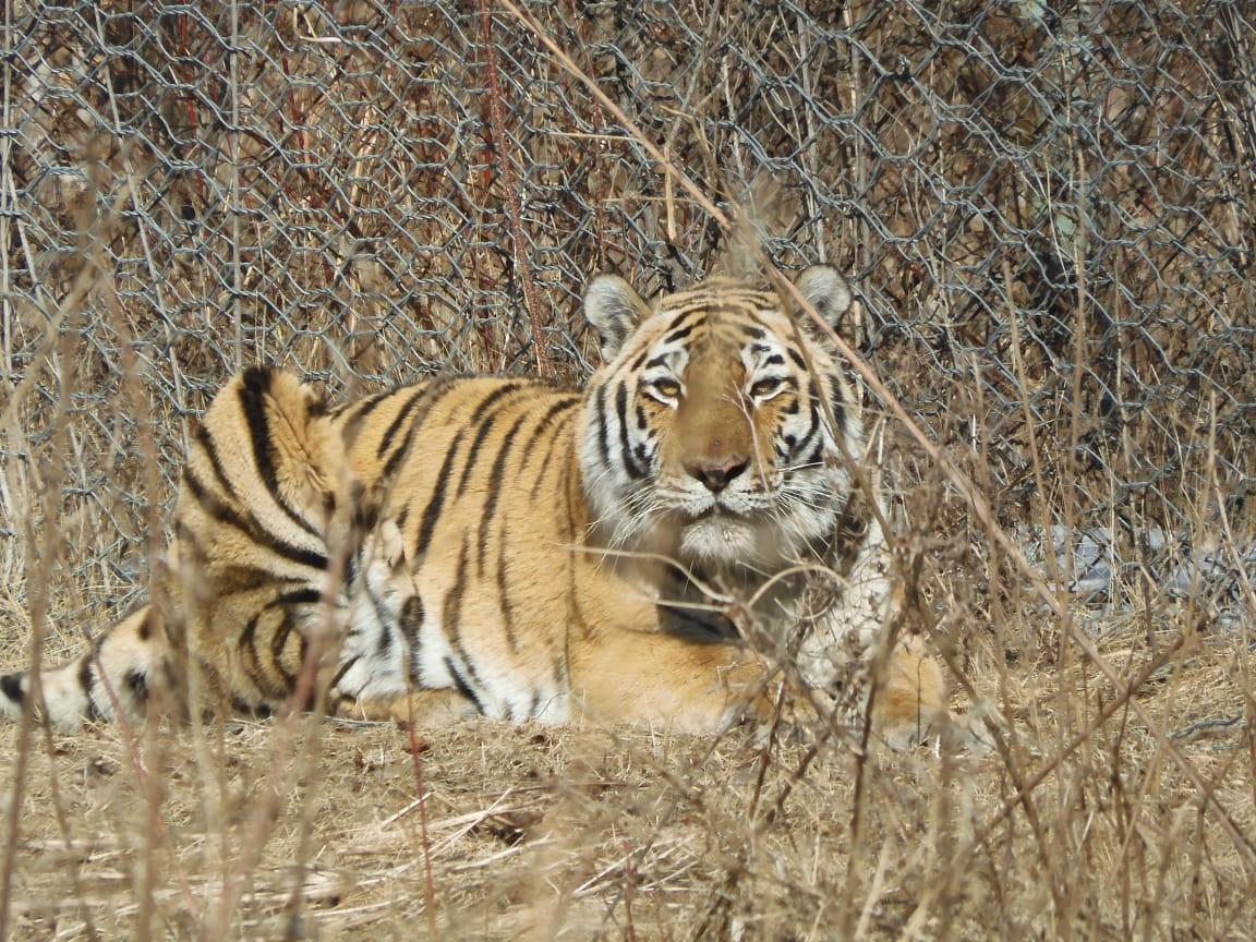 Инспектор Росприроднадзора провел профилактический визит в Центр реабилитации тигров и других редких животных 
