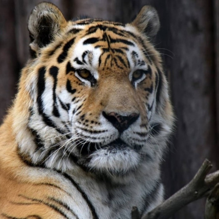 Найден труп Амурского тигра.