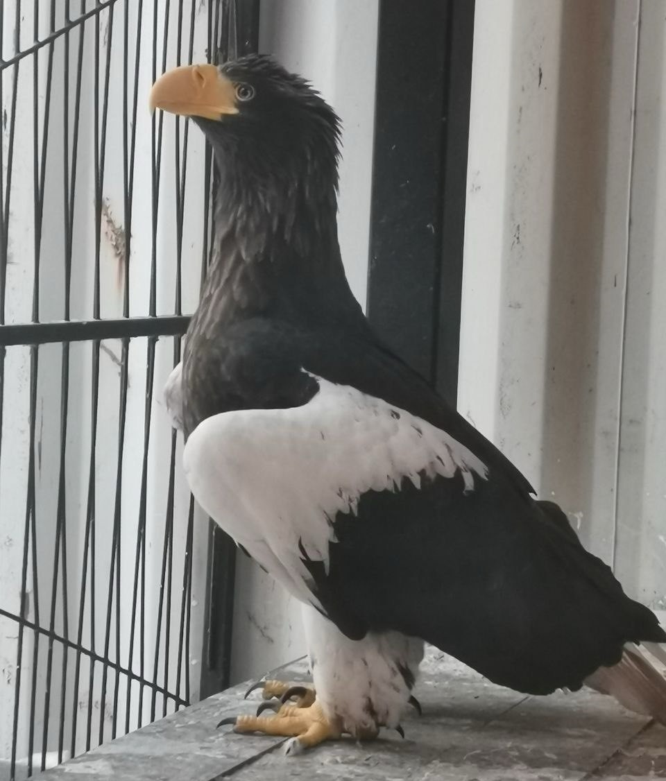 Белоплечий орлан спасен в Нижнем Новгороде