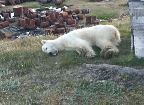 Росприроднадзор окажет помощь белому медведю
