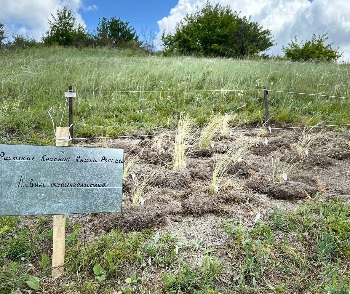 В Белгородской области инспекторы Центрально-Черноземного управления Росприроднадзора проверили состояние пересаженных краснокнижных растений