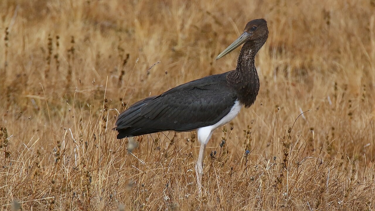 Краснокнижного черного аиста спасли в Алтайском крае