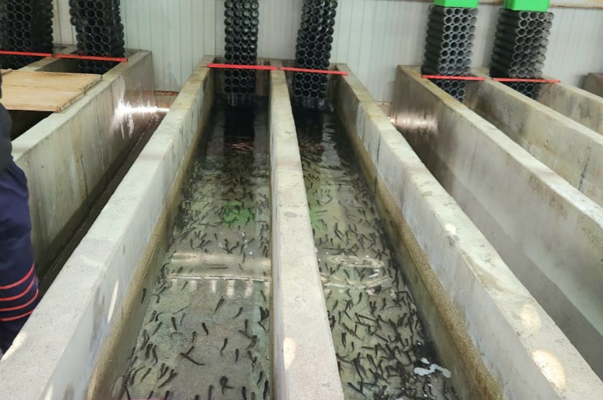 Под контролем Росприроднадзора в р. Мзымта выпустили молоди черноморского лосося