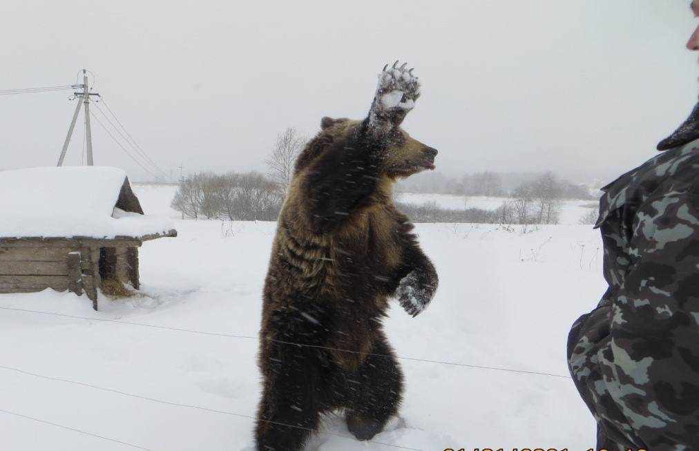 Росприроднадзор проверяет условия содержания медведя в частном доме в Ярославской области