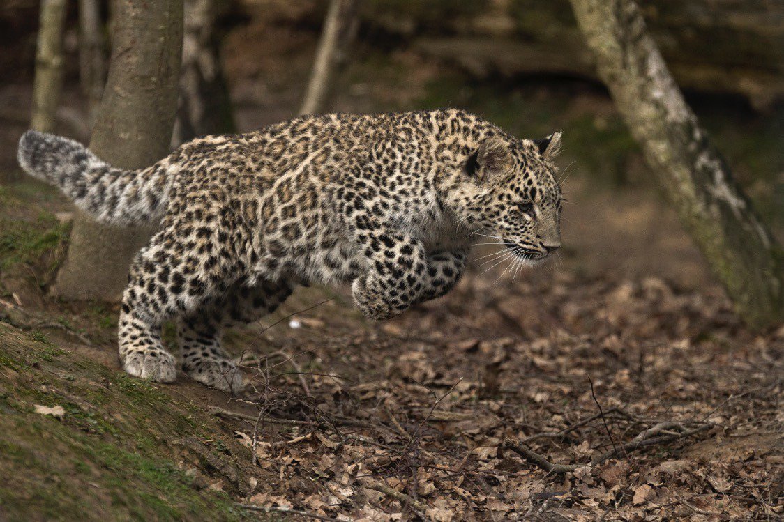 Редких переднеазиатских леопардов выпустили в горах Северной Осетии