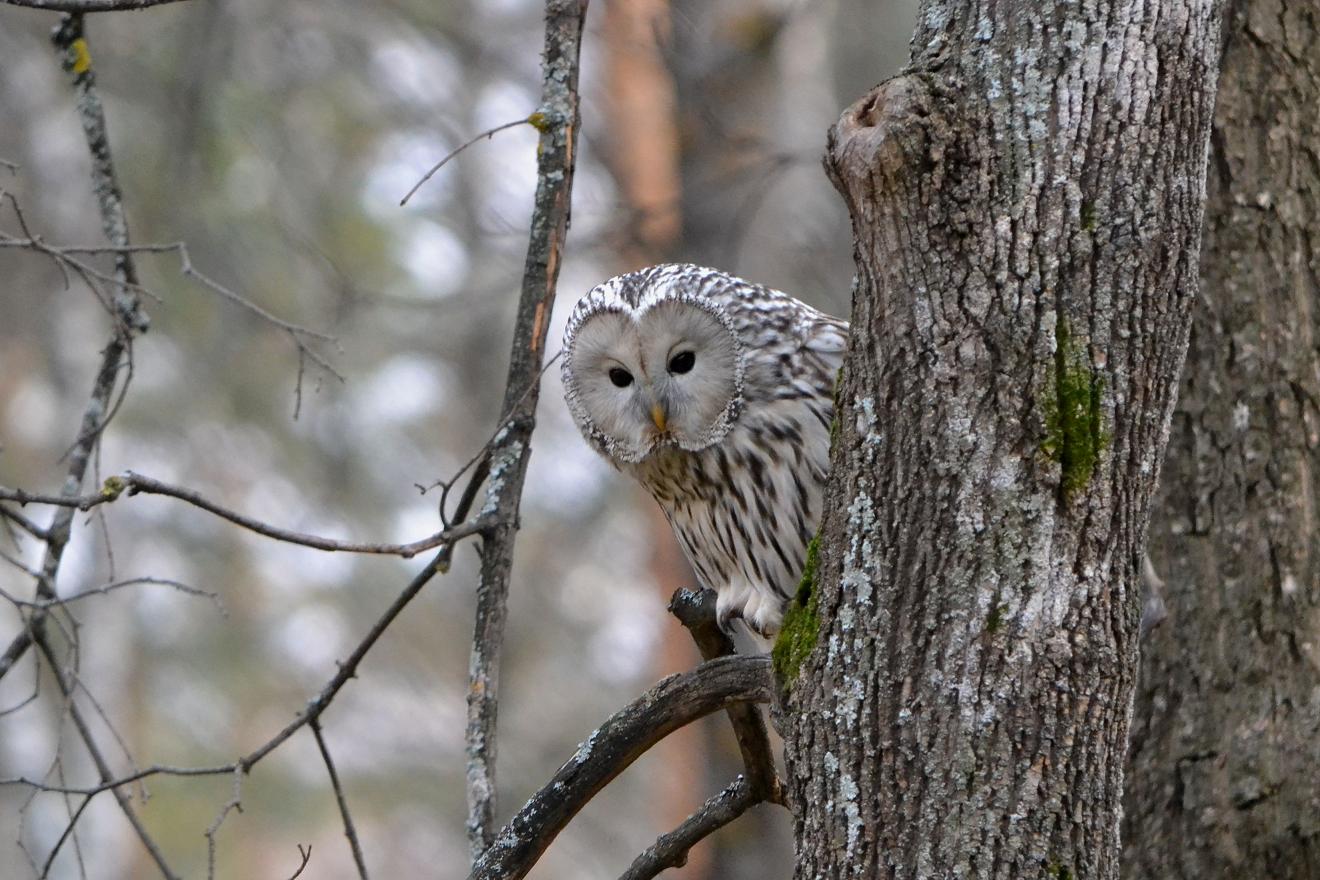 При участии сотрудников Росприроднадзора в Пензе спасли и выпустили на волю длиннохвостую неясыть 