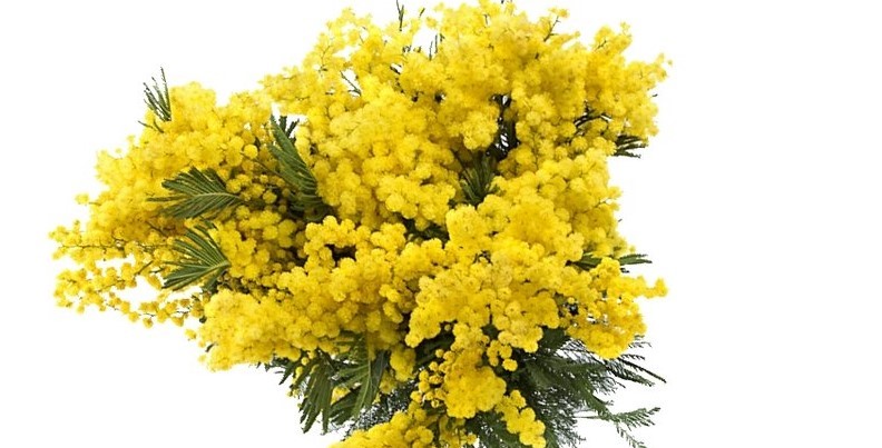 Поздравление Светланы Радионовой с Международным женским днём 8 марта