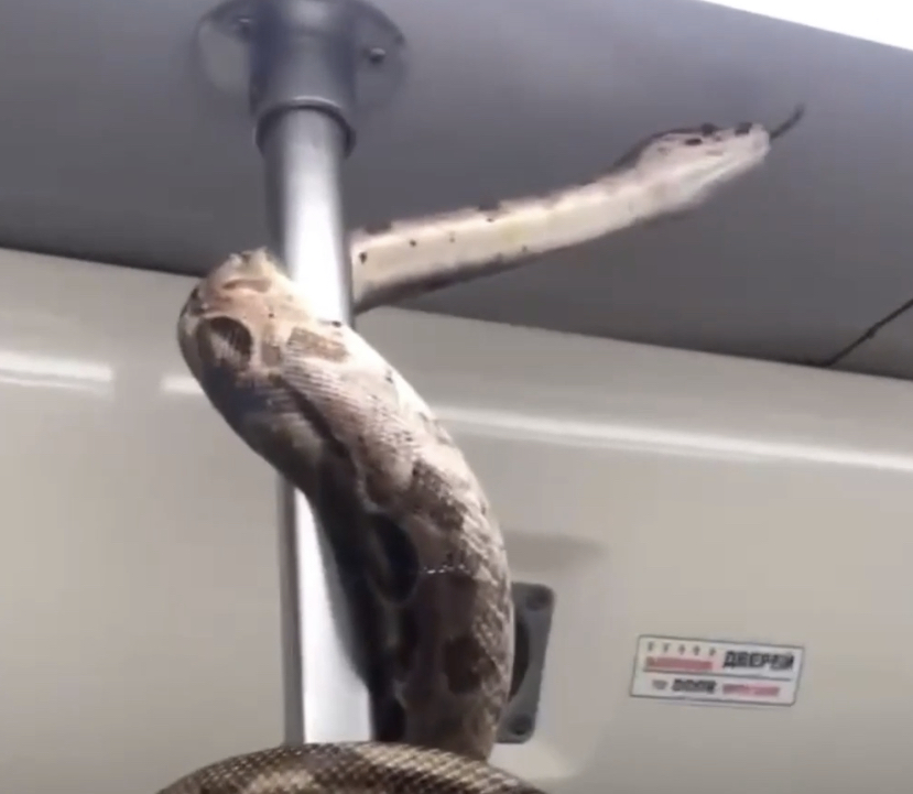 СЗМУ Росприроднадзора устанавливает личность гражданина, который провез в метро удава 