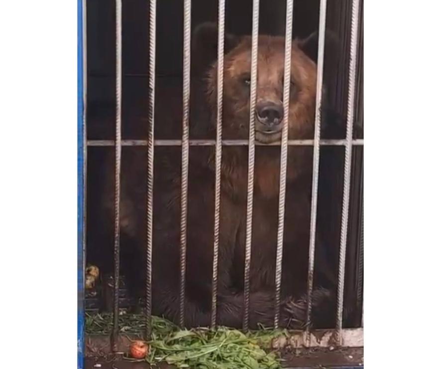 Росприроднадзор сопроводил передачу бурого медведя в специализированный центр 