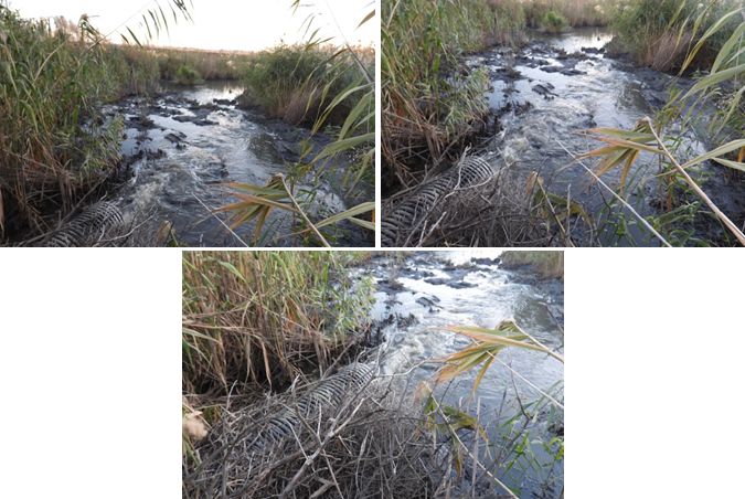 Росприроднадзор требует от ГУП РК «Вода Крыма» возмещения вреда в размере более 1 млн 380 тыс. рублей, причиненного озеру Сакское в Республике Крым 