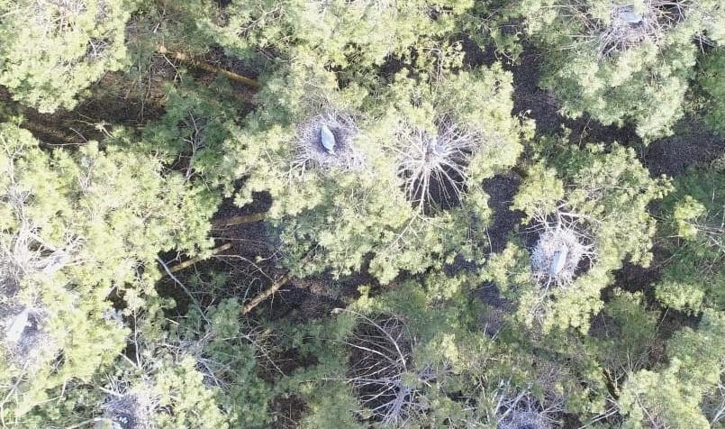 Колонию белой цапли зафиксировали инспекторы СЗМУ Росприроднадзора