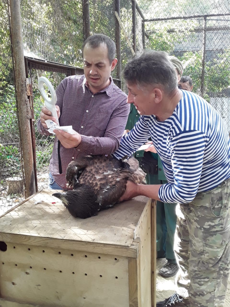В Пензенской области сотрудники Росприроднадзора приняли участие в выпуске орлана-белохвоста в естественную среду обитания