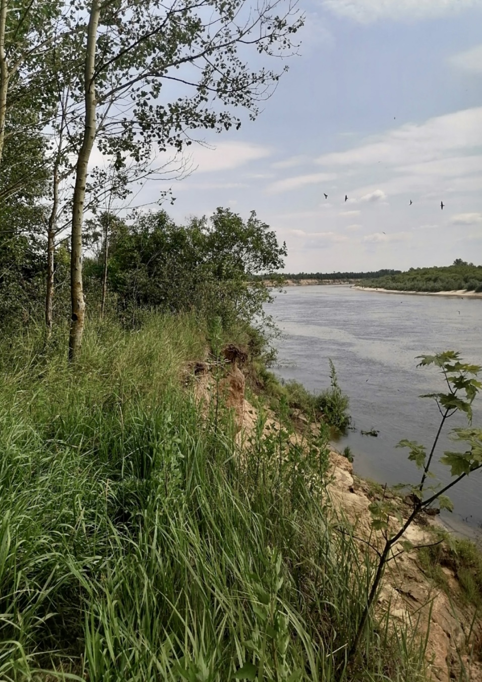 В результате выездного обследования земельных участков в районе с. Копаново Шиловского муниципального района Рязанской области установлены нарушения