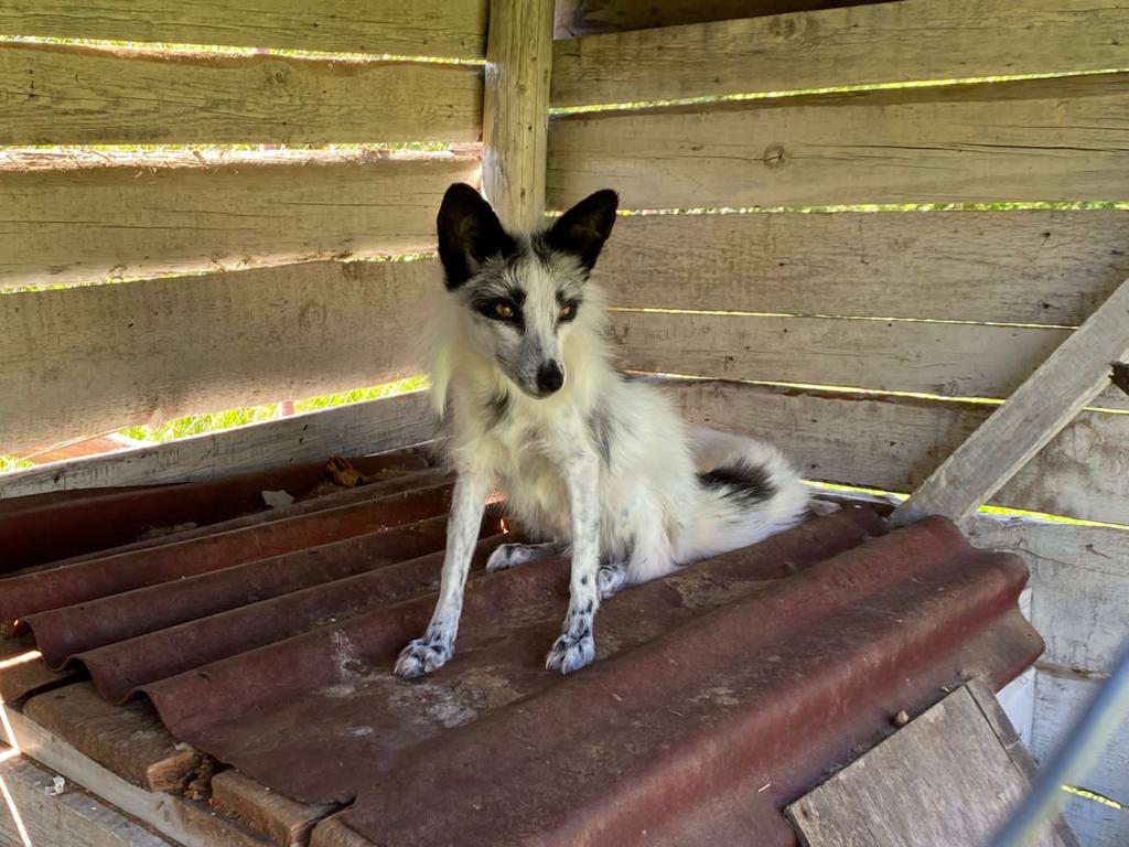 Суд по иску Росприроднадзора по СЗФО лишил владелицу права собственности на  Веточку 