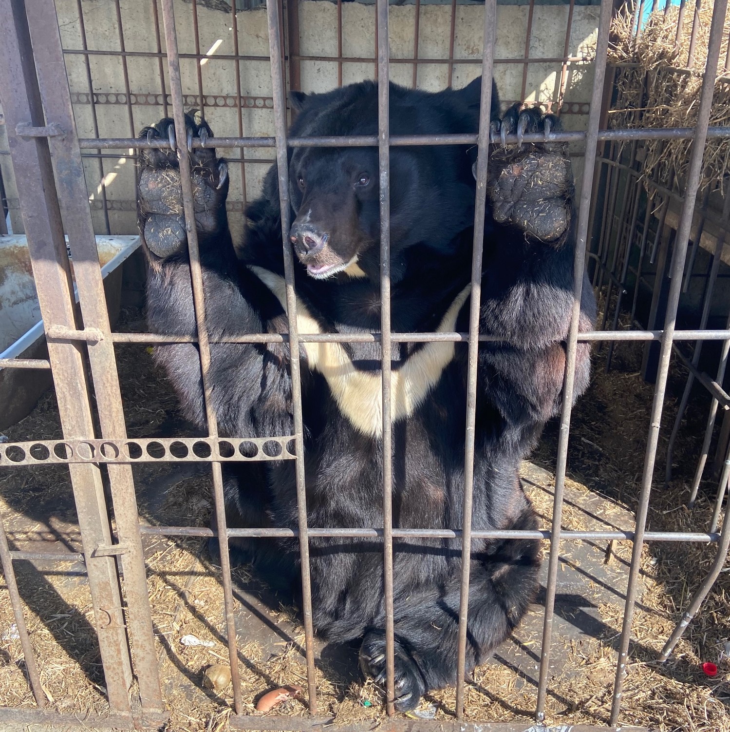 Сотрудники Росприроднадзора проверили условия содержания белогрудого медведя в г. Благовещенске