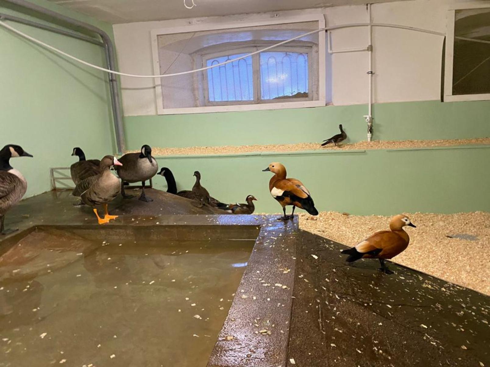 Музей-заповедник «Петергоф» получил предупреждение за содержание без разрешения краснокнижных мандаринок 