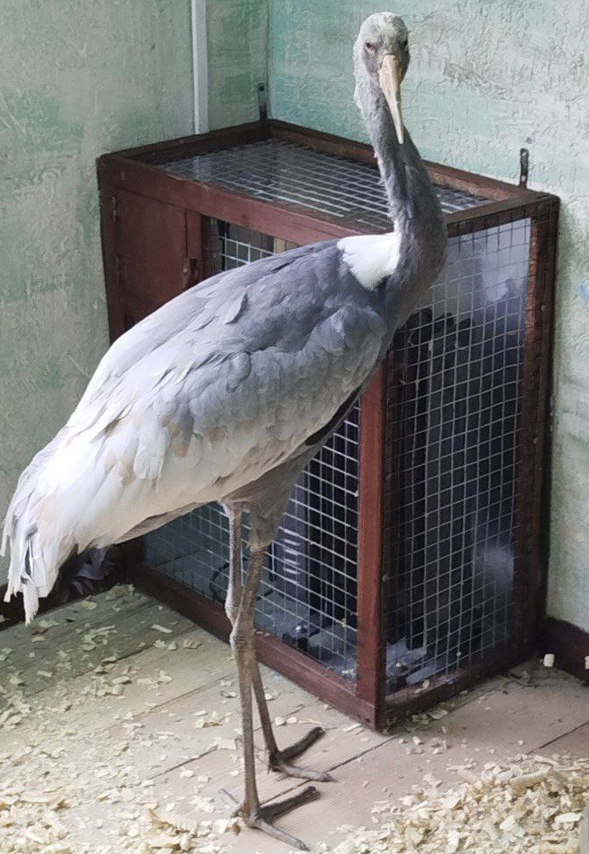 В Пензенском зоопарке поселился редкий Даурский журавль.
